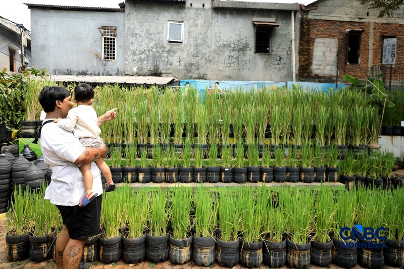 Pengelola RPTRA merawat padi yang ditanam menggunakan galon bekas di RPTRA Belimbing, Pasar Minggu, Jakarta, Selasa (20/10/2026). (CNBC Indonesia/Tri Susilo)