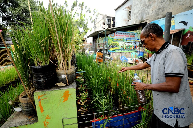 Pengelola RPTRA merawat padi yang ditanam menggunakan galon bekas di RPTRA Belimbing, Pasar Minggu, Jakarta, Selasa (20/10/2026). (CNBC Indonesia/Tri Susilo)