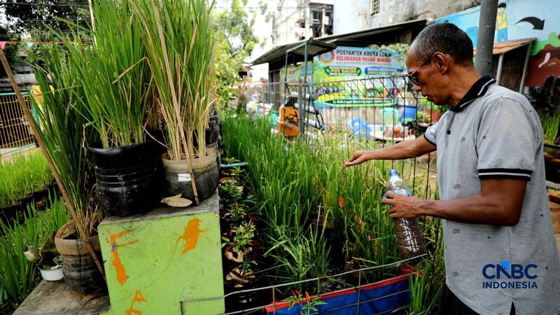 Pengelola RPTRA merawat padi yang ditanam menggunakan galon bekas di RPTRA Belimbing, Pasar Minggu, Jakarta, Selasa (20/10/2026).