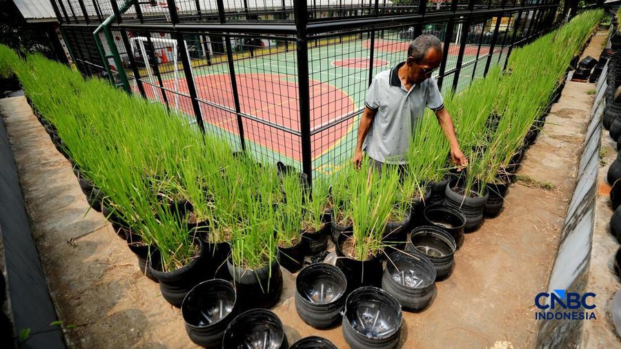 Pengelola RPTRA merawat padi yang ditanam menggunakan galon bekas di RPTRA Belimbing, Pasar Minggu, Jakarta, Selasa (20/10/2026).