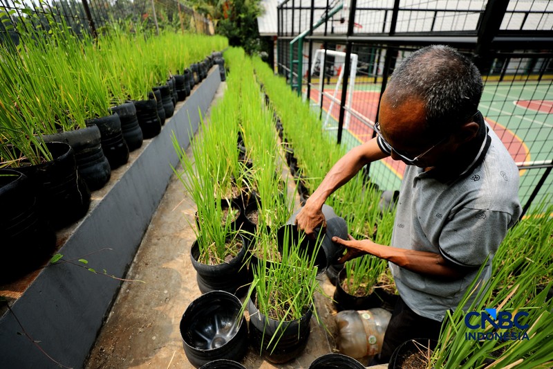 Pengelola RPTRA merawat padi yang ditanam menggunakan galon bekas di RPTRA Belimbing, Pasar Minggu, Jakarta, Selasa (20/10/2026). (CNBC Indonesia/Tri Susilo)