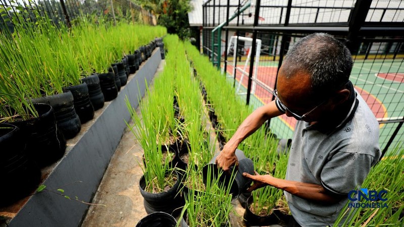 Pengelola RPTRA merawat padi yang ditanam menggunakan galon bekas di RPTRA Belimbing, Pasar Minggu, Jakarta, Selasa (20/10/2026). (CNBC Indonesia/Tri Susilo)