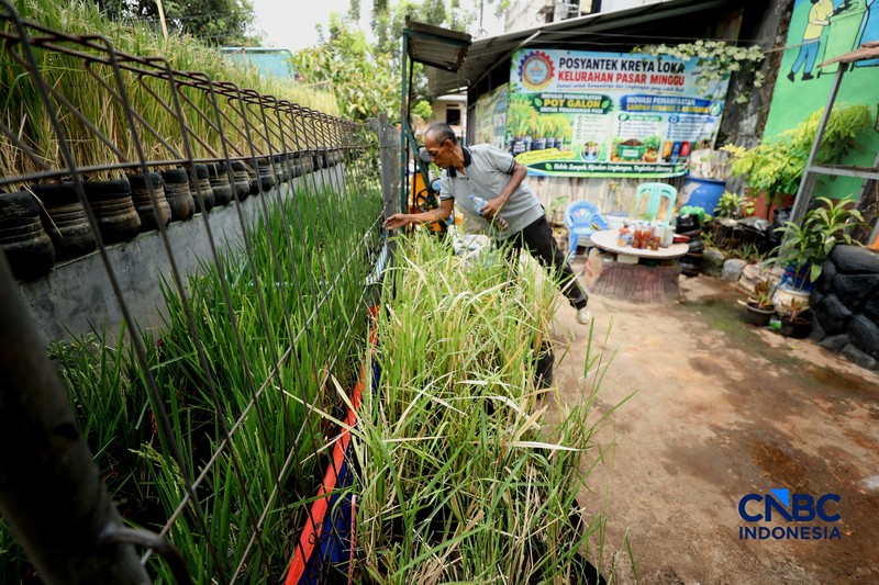 Pengelola RPTRA merawat padi yang ditanam menggunakan galon bekas di RPTRA Belimbing, Pasar Minggu, Jakarta, Selasa (20/10/2026). (CNBC Indonesia/Tri Susilo)