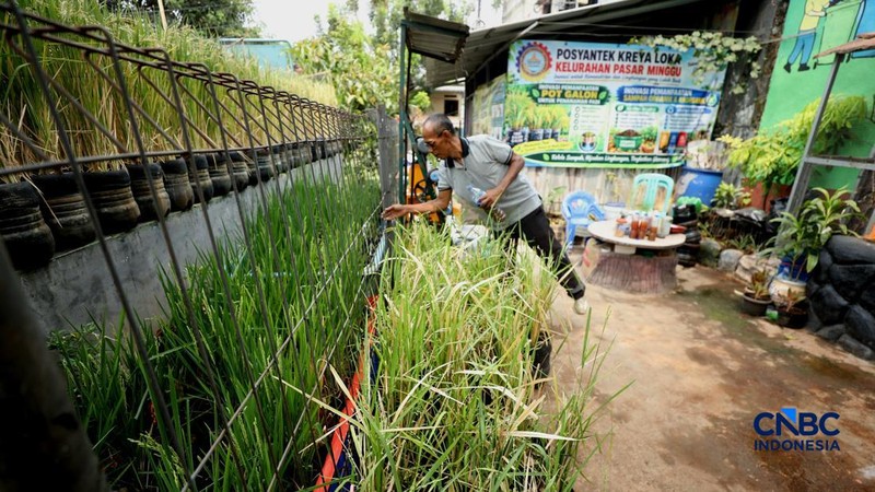 Pengelola RPTRA merawat padi yang ditanam menggunakan galon bekas di RPTRA Belimbing, Pasar Minggu, Jakarta, Selasa (20/10/2026).