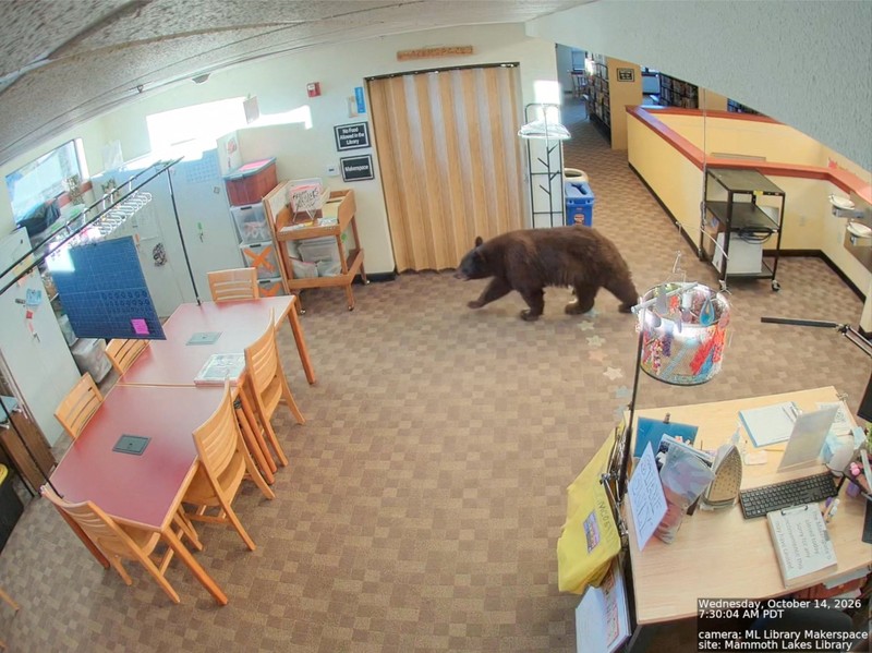Seekor beruang berkeliaran di dalam sebuah perpustakaan di Mammoth Lakes, California, AS, pada 14 Oktober 2026, sebagaimana terlihat dalam gambar yang diperoleh dari sebuah video. (MONO COUNTY FREE LIBRARIES/via REUTERS