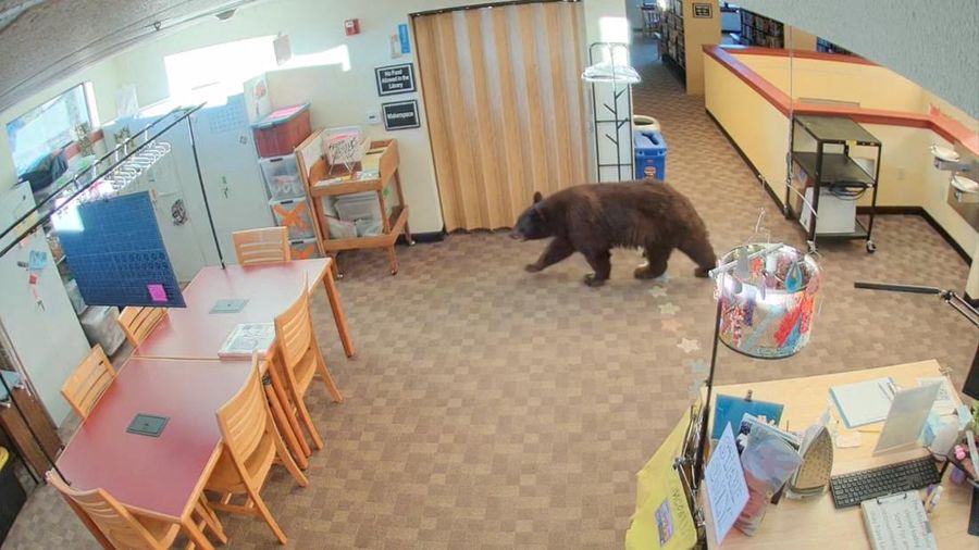 Seekor beruang berkeliaran di dalam sebuah perpustakaan di Mammoth Lakes, California, AS, pada 14 Oktober 2026, sebagaimana terlihat dalam gambar yang diperoleh dari sebuah video.