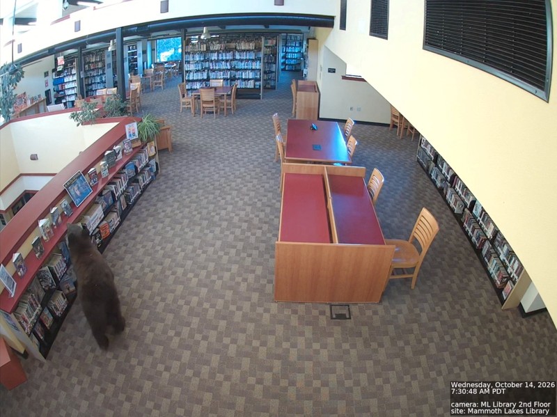 Seekor beruang berkeliaran di dalam sebuah perpustakaan di Mammoth Lakes, California, AS, pada 14 Oktober 2026, sebagaimana terlihat dalam gambar yang diperoleh dari sebuah video. (MONO COUNTY FREE LIBRARIES/via REUTERS