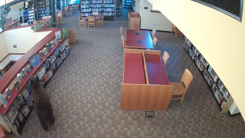 Seekor beruang berkeliaran di dalam sebuah perpustakaan di Mammoth Lakes, California, AS, pada 14 Oktober 2026, sebagaimana terlihat dalam gambar yang diperoleh dari sebuah video.