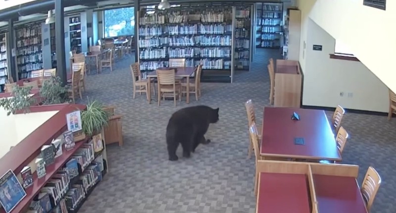 Seekor beruang berkeliaran di dalam sebuah perpustakaan di Mammoth Lakes, California, AS, pada 14 Oktober 2026, sebagaimana terlihat dalam gambar yang diperoleh dari sebuah video. (MONO COUNTY FREE LIBRARIES/via REUTERS