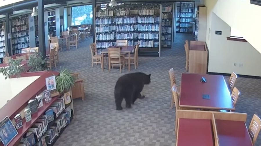 Seekor beruang berkeliaran di dalam sebuah perpustakaan di Mammoth Lakes, California, AS, pada 14 Oktober 2026, sebagaimana terlihat dalam gambar yang diperoleh dari sebuah video. (MONO COUNTY FREE LIBRARIES/via REUTERS