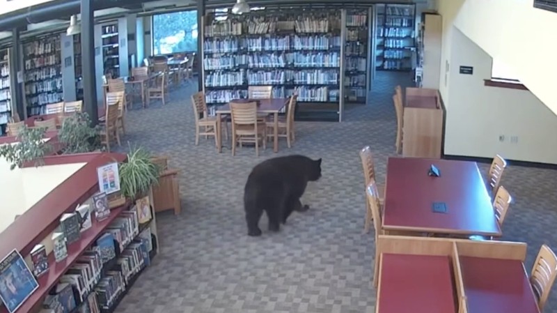 Seekor beruang berkeliaran di dalam sebuah perpustakaan di Mammoth Lakes, California, AS, pada 14 Oktober 2026, sebagaimana terlihat dalam gambar yang diperoleh dari sebuah video. (MONO COUNTY FREE LIBRARIES/via REUTERS