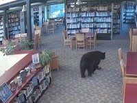 Seekor beruang berkeliaran di dalam sebuah perpustakaan di Mammoth Lakes, California, AS, pada 14 Oktober 2026, sebagaimana terlihat dalam gambar yang diperoleh dari sebuah video. (MONO COUNTY FREE LIBRARIES/via REUTERS