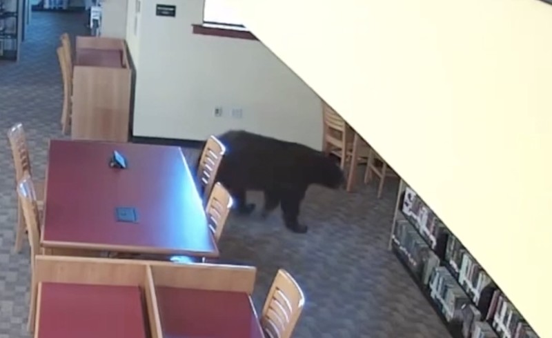 Seekor beruang berkeliaran di dalam sebuah perpustakaan di Mammoth Lakes, California, AS, pada 14 Oktober 2026, sebagaimana terlihat dalam gambar yang diperoleh dari sebuah video. (MONO COUNTY FREE LIBRARIES/via REUTERS