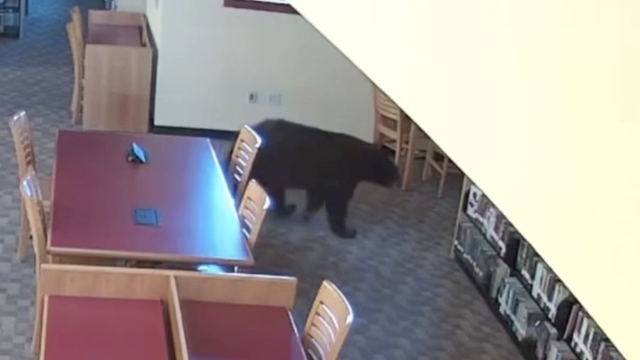 Seekor beruang berkeliaran di dalam sebuah perpustakaan di Mammoth Lakes, California, AS, pada 14 Oktober 2026, sebagaimana terlihat dalam gambar yang diperoleh dari sebuah video.
