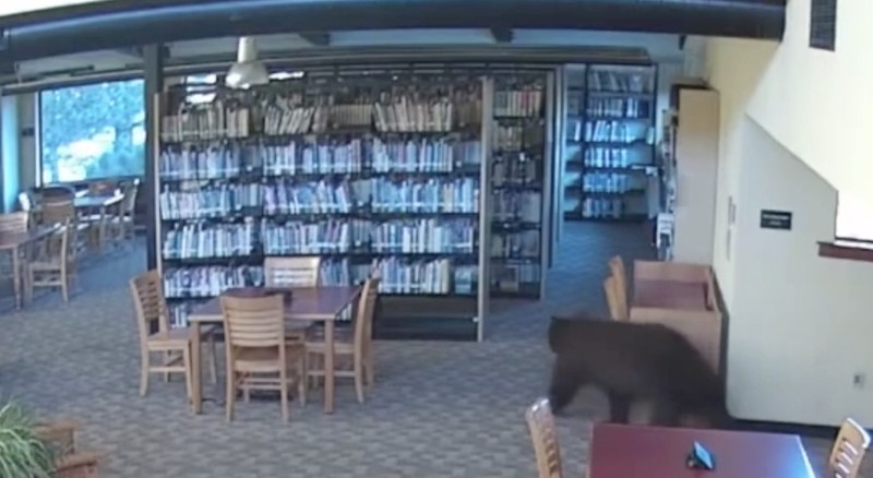 Seekor beruang berkeliaran di dalam sebuah perpustakaan di Mammoth Lakes, California, AS, pada 14 Oktober 2026, sebagaimana terlihat dalam gambar yang diperoleh dari sebuah video. (MONO COUNTY FREE LIBRARIES/via REUTERS