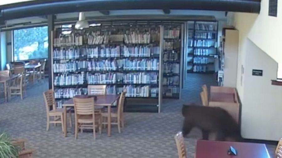 Seekor beruang berkeliaran di dalam sebuah perpustakaan di Mammoth Lakes, California, AS, pada 14 Oktober 2026, sebagaimana terlihat dalam gambar yang diperoleh dari sebuah video.