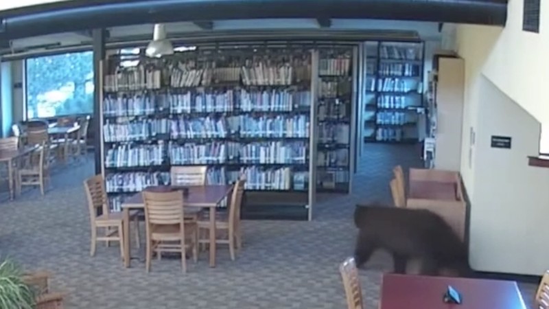 Seekor beruang berkeliaran di dalam sebuah perpustakaan di Mammoth Lakes, California, AS, pada 14 Oktober 2026, sebagaimana terlihat dalam gambar yang diperoleh dari sebuah video.