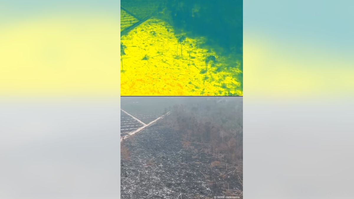 Drone WWF Beri Jawaban Mengapa Api Lahan Gambut Sulit Dipadamkan — NadiKabar.com