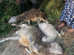 Aksi Mbah Sugini Usir Macan Pakai Sandal saat Ternaknya Hendak Dimangsa