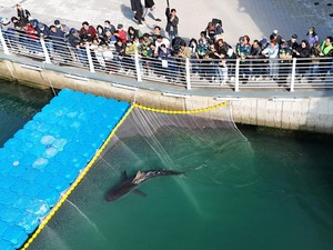 Terjebak Sebulan di Kanal, Hiu Bukangi Akhirnya Pulang ke Laut Lepas