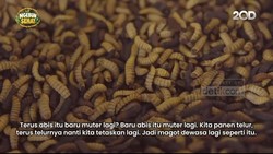 Video: Budidaya Belatung Maggot untuk Bersih-bersih Sampah Organik