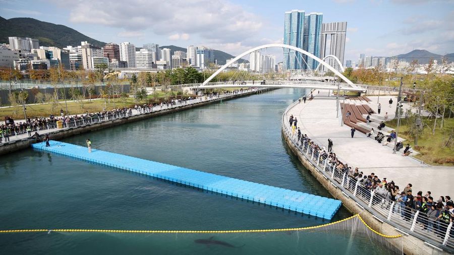 Orang-orang mengamati seekor hiu yang dijuluki "Bukangi" yang sedang berenang di dalam kanal, saat berlangsungnya operasi untuk menggiring hiu tersebut keluar dari kanal di Pelabuhan Utara, Busan, Korea Selatan, pada 21 Oktober 2026. (REUTERS/Kim Hon