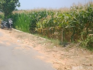 Wanita Surabaya Luka Parah di Nangsri Klaten, Sempat Dikira Warga Sampah