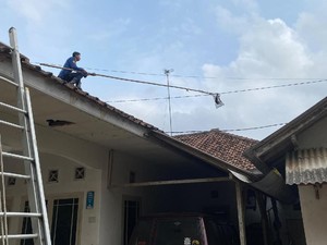 Heboh Kukang Gelayutan di Kabel Listrik Ciamis, Dievakuasi Damkar