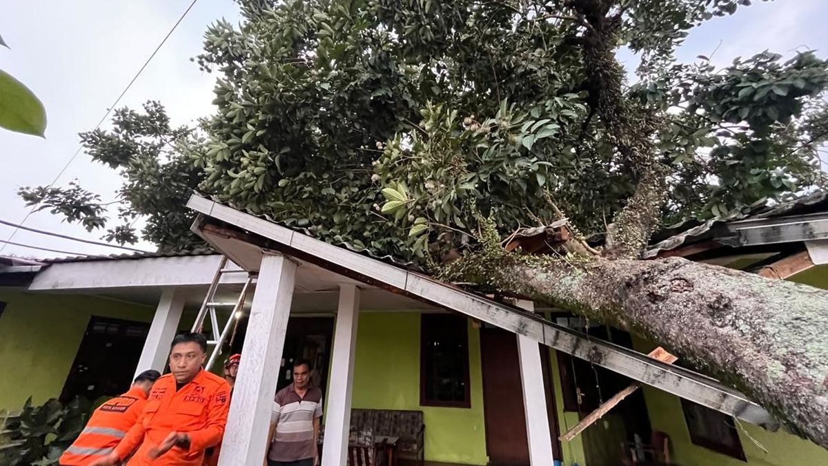 Pohon Rambutan Tumbang Timpa Rumah Imbas Angin Kencang di Kota Bogor — NadiKabar.com