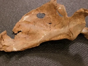 Ternyata Manusia Purba Sudah Mengalami Kekerasan Fisik, Arkeolog Temukan Buktinya