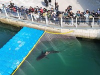 Tampilan dari drone memperlihatkan seekor hiu yang dijuluki "Bukangi" sedang berenang di dalam kanal, saat berlangsungnya operasi untuk menggiring hiu tersebut keluar dari kanal di Pelabuhan Utara, Busan, Korea Selatan, pada 21 Oktober 2026. (REUTERS