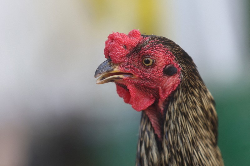 seekor ayam jantan bernama Martin terus berada di pintu masuk sebuah rumah sakit onkologi selama delapan tahun.