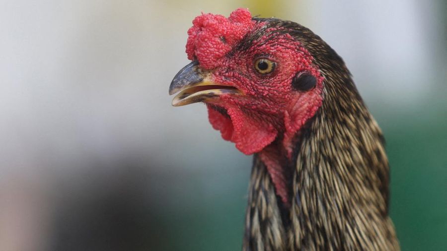 "Martin", the rooster, stands outside the Oncology Institute of Eastern Bolivia, where he arrived eight years ago when his owner was admitted as a cancer patient before dying, in Santa Cruz, Bolivia, October 21, 2026. REUTERS/Ipa Ibanez