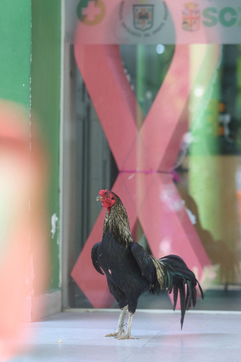 seekor ayam jantan bernama Martin terus berada di pintu masuk sebuah rumah sakit onkologi selama delapan tahun.