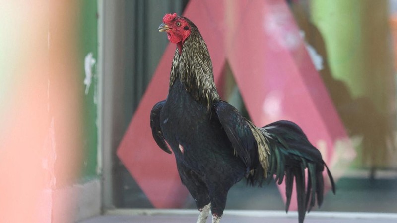 BOLIVIA-ROOSTER/