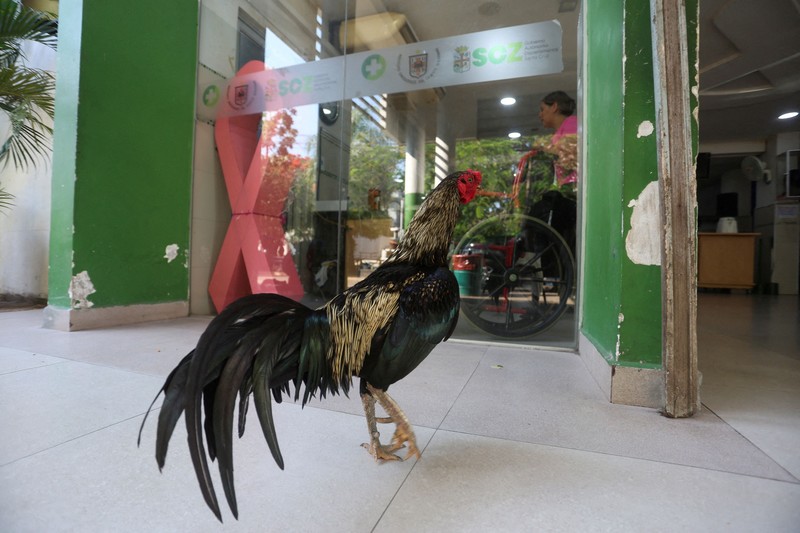seekor ayam jantan bernama Martin terus berada di pintu masuk sebuah rumah sakit onkologi selama delapan tahun.