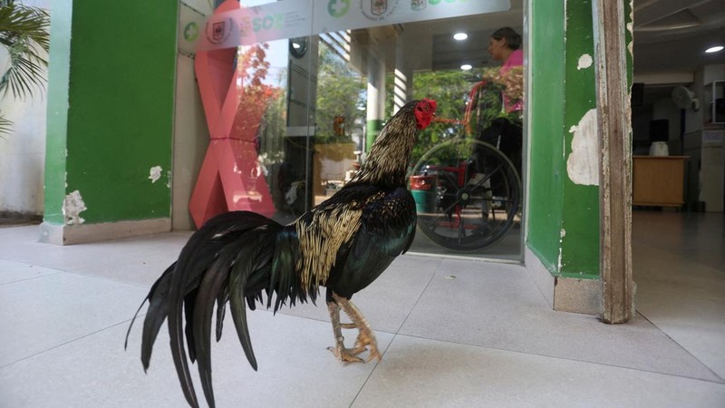 "Martin", the rooster, stands outside the Oncology Institute of Eastern Bolivia, where he arrived eight years ago when his owner was admitted as a cancer patient before dying, in Santa Cruz, Bolivia, October 21, 2026. REUTERS/Ipa Ibanez
