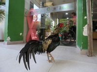 "Martin", the rooster, stands outside the Oncology Institute of Eastern Bolivia, where he arrived eight years ago when his owner was admitted as a cancer patient before dying, in Santa Cruz, Bolivia, October 21, 2026. REUTERS/Ipa Ibanez