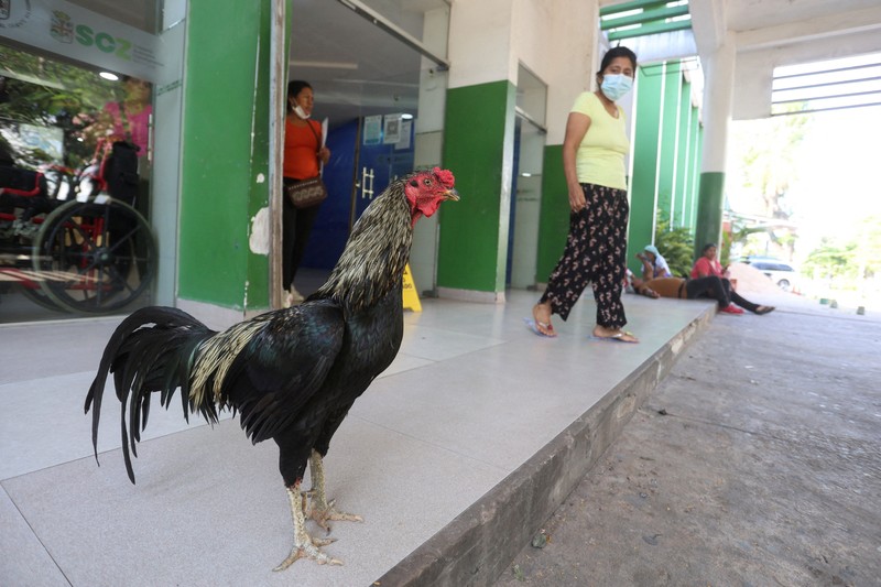 seekor ayam jantan bernama Martin terus berada di pintu masuk sebuah rumah sakit onkologi selama delapan tahun.