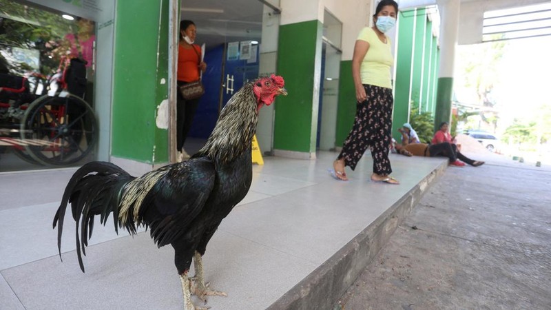 BOLIVIA-ROOSTER/