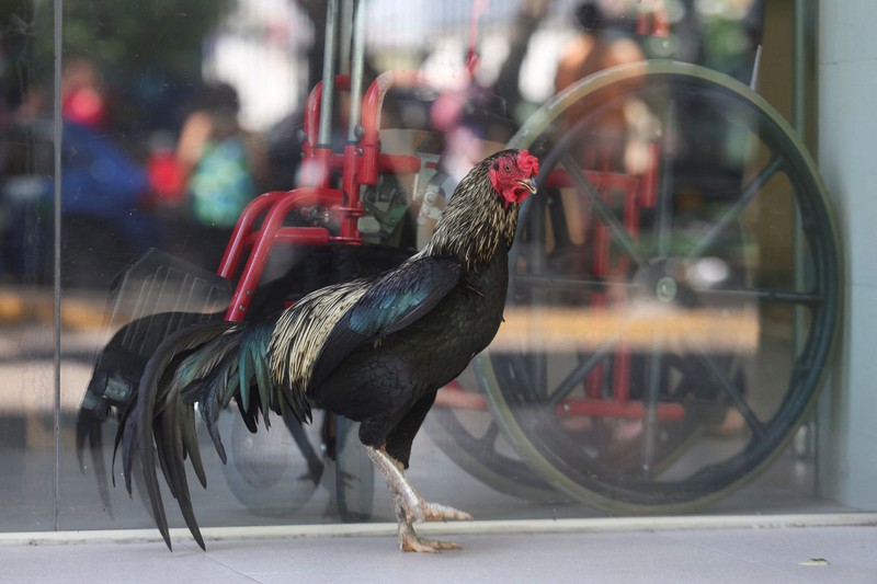 seekor ayam jantan bernama Martin terus berada di pintu masuk sebuah rumah sakit onkologi selama delapan tahun.