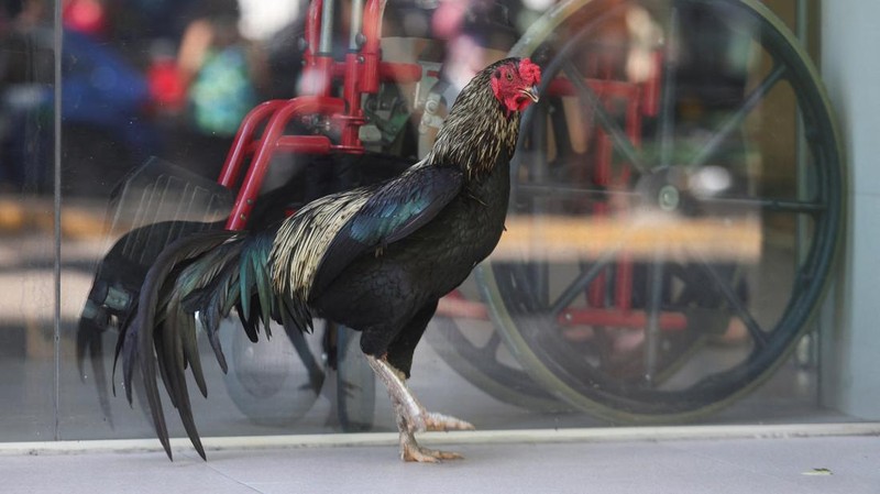 "Martin", the rooster, stands outside the Oncology Institute of Eastern Bolivia, where he arrived eight years ago when his owner was admitted as a cancer patient before dying, in Santa Cruz, Bolivia, October 21, 2026. REUTERS/Ipa Ibanez