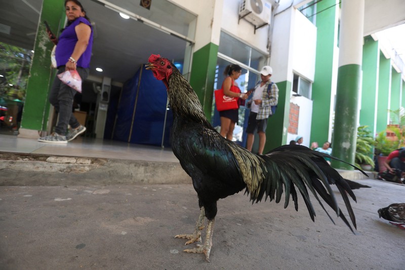 seekor ayam jantan bernama Martin terus berada di pintu masuk sebuah rumah sakit onkologi selama delapan tahun.