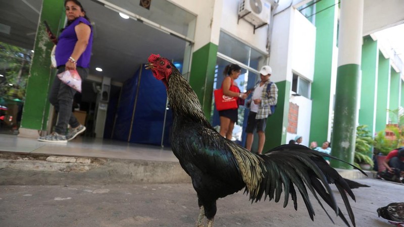 "Martin", the rooster, stands outside the Oncology Institute of Eastern Bolivia, where he arrived eight years ago when his owner was admitted as a cancer patient before dying, in Santa Cruz, Bolivia, October 21, 2026. REUTERS/Ipa Ibanez