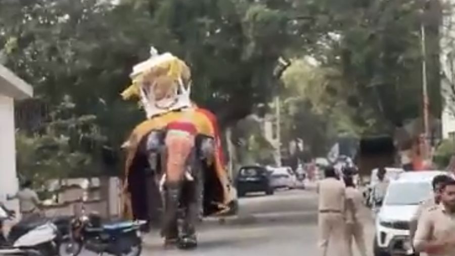 Gajah suci yang membawa kuil emas seberat 650 kg mengamuk. (Ist Tangkapan Layar )