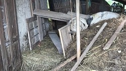 Momen Mbah Sugini Usir Macan Pemangsa Kambing Pakai Lemparan Sandal