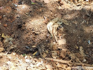 Video: Heboh Api Muncul dari Tanah Pekarangan Warga di Bantul