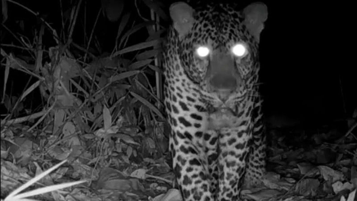 Macan Tutul Jawa Terekam Kamera di Cagar Alam Nusakambangan Barat — NadiKabar.com