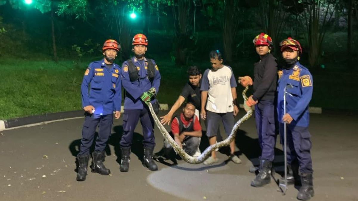 Ular Piton Nangkring di Atas Pagar, Warga Bogor Panggil Damkar — NadiKabar.com