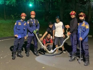 Ular Piton Nangkring di Atas Pagar, Warga Bogor Panggil Damkar